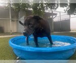 Small #3 Mutt