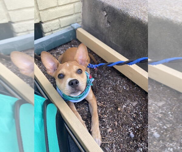 Medium Photo #24 Boston Terrier-Unknown Mix Puppy For Sale in Shermans Dale, PA, USA