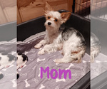 Small #3 Biewer Yorkie