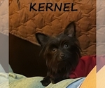 Small #3 YorkiePoo