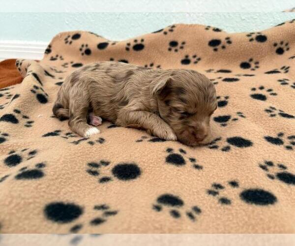 Medium Photo #2 Poovanese Puppy For Sale in TUCSON, AZ, USA