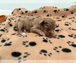 Small #1 Poovanese