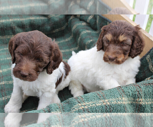 Medium Photo #3 German Shorthaired Pointer-Poodle (Standard) Mix Puppy For Sale in WHITE POST, VA, USA