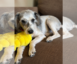 Small #1 Poodle (Toy) Mix