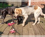 Small #7 Great Pyrenees-Retriever  Mix