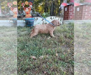 Charm - Female Poodle (Miniature) Dog for Adoption - Photo #3