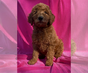 Goldendoodle Litter for sale in EDWARDSBURG, MI, USA