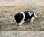 Small Photo #19 Newfoundland Puppy For Sale in TREMONTON, UT, USA