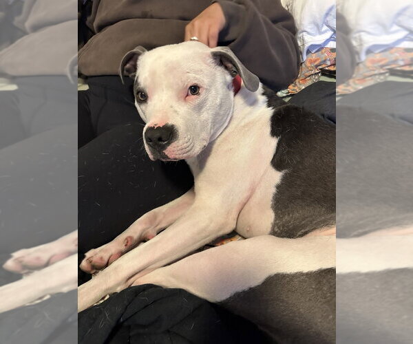 Medium Photo #6 American Staffordshire Terrier-Unknown Mix Puppy For Sale in Dana Point, CA, USA
