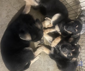 German Shepherd Dog Puppy for Sale in EL CAJON, California USA