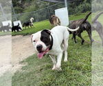Small #1 American Pit Bull Terrier Mix