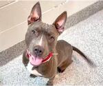 Small #1 American Pit Bull Terrier