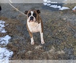 Small Photo #6 Boxer Puppy For Sale in ELKTON, MD, USA
