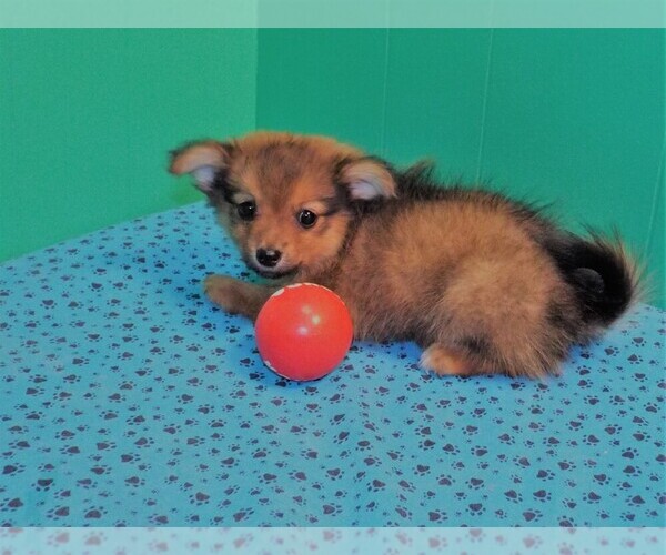 Medium Photo #1 Dameranian Puppy For Sale in PATERSON, NJ, USA