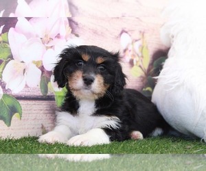 Cavanese Puppy for sale in MARIETTA, GA, USA