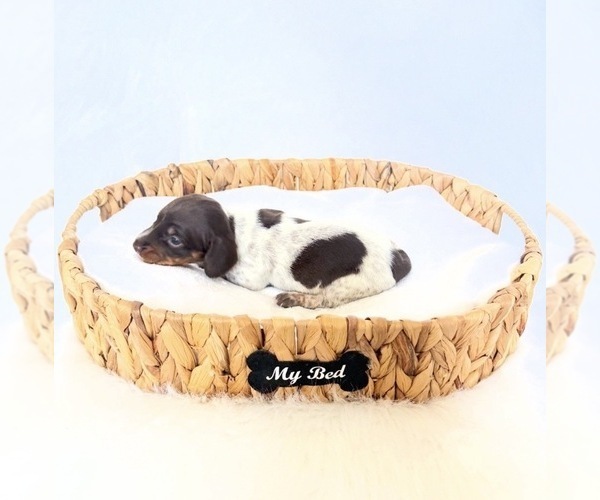 Medium Photo #5 Dachshund Puppy For Sale in DAVIS, CA, USA