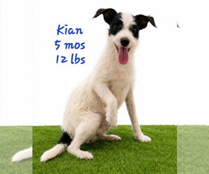 Chihuahua-Unknown Mix Dogs for adoption in Virginia Beach, VA, USA
