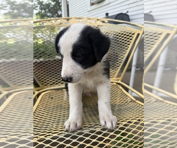 Medium Photo #6 Pyrenees Border Collie Puppy For Sale in MOUNT PLEASANT, IA, USA