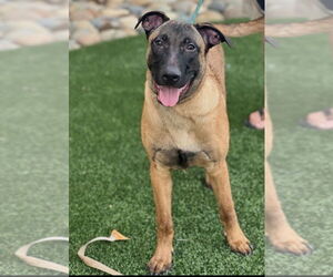 Mutt Dogs for adoption in Dana Point, CA, USA