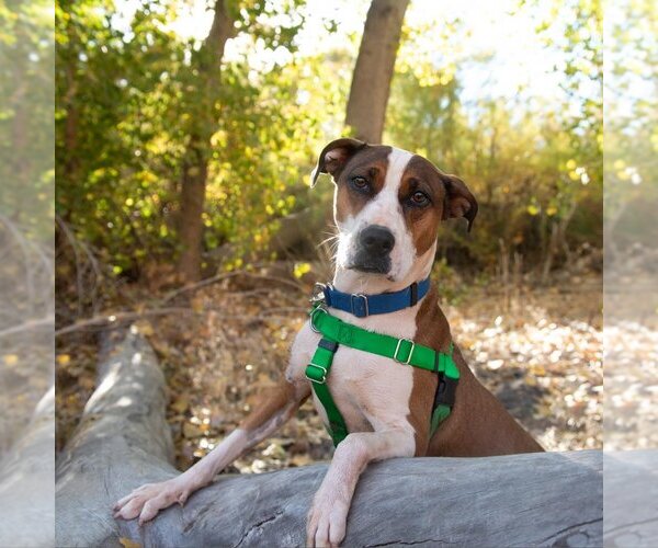Medium Photo #18 American Staffordshire Terrier Puppy For Sale in Kanab, UT, USA