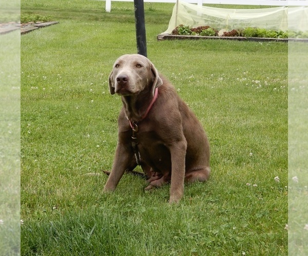 Medium Photo #1 Labradoodle Puppy For Sale in MILLERSBURG, OH, USA