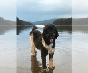 Mother of the Bernedoodle puppies born on 06/27/2025