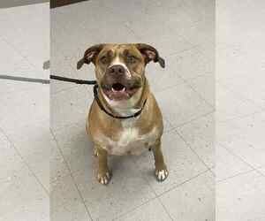 Mutt Dogs for adoption in Low Moor, VA, USA