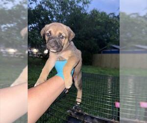 American Staffordshire Terrier-Unknown Mix Dogs for adoption in San Antonio, TX, USA