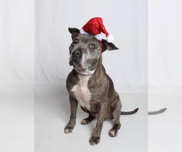 Medium Photo #1 Mutt Puppy For Sale in Burbank, CA, USA