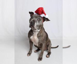 Mutt Dogs for adoption in Burbank, CA, USA