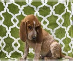 Small #3 Coonhound