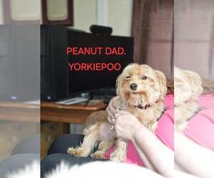 Father of the Morkie puppies born on 08/18/2025