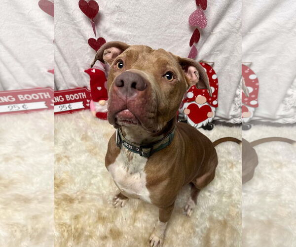 Medium Photo #2 American Pit Bull Terrier-Unknown Mix Puppy For Sale in Germantown, OH, USA