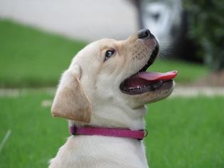 Labrador Retriever Puppy for sale in WINDER, GA, USA