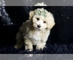 Small Photo #115 Maltipoo (Miniature) Puppy For Sale in WARSAW, IN, USA