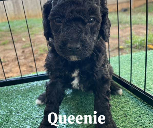 Medium Photo #1 Goldendoodle (Miniature) Puppy For Sale in NASHVILLE, TN, USA