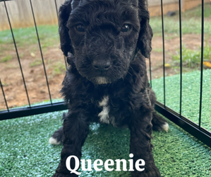 Medium Goldendoodle (Miniature)