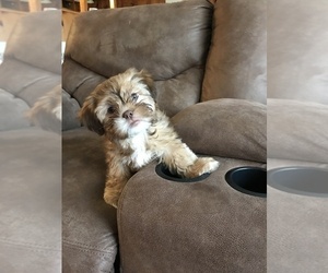 Shih Tzu Puppy for sale in TAYLORSVILLE, GA, USA