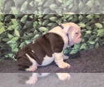 Small Photo #2 English Bulldog Puppy For Sale in HOUSTON, TX, USA