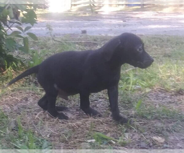 Medium Photo #7 Border Collie-Catahoula Leopard Dog Mix Puppy For Sale in Oakhurst, NJ, USA