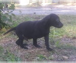 Small #6 Border Collie-Catahoula Leopard Dog Mix