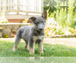 Small Photo #2 German Shepherd Dog Puppy For Sale in GOSHEN, IN, USA