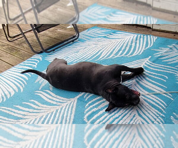 Medium Photo #4 Bulldog-Unknown Mix Puppy For Sale in Wyoming, MI, USA