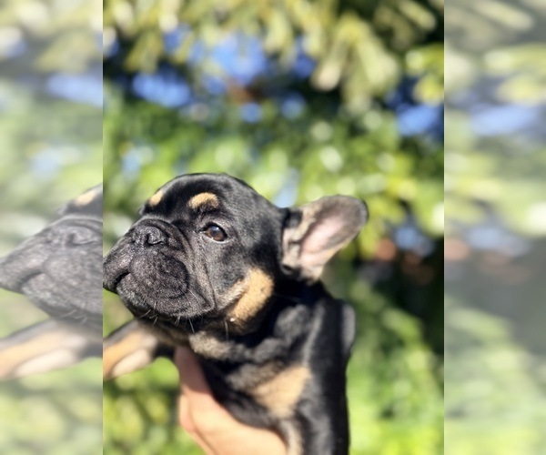 Medium Photo #2 French Bulldog Puppy For Sale in TAMPA, FL, USA