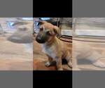 Small Photo #4 Malinois Puppy For Sale in GREELEY, CO, USA