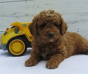 Goldendoodle (Miniature) Puppy for Sale in HANCOCK, Minnesota USA