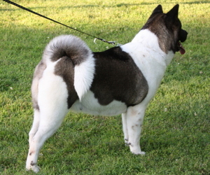 Mother of the Akita puppies born on 08/06/2025