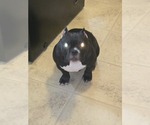 Small #5 Bullypit