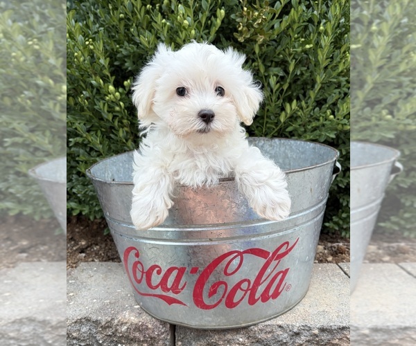 Medium Photo #4 Maltese Puppy For Sale in MIDDLEBURY, IN, USA