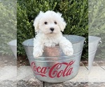 Fritz - Male Maltese Puppy for Sale - Photo #4